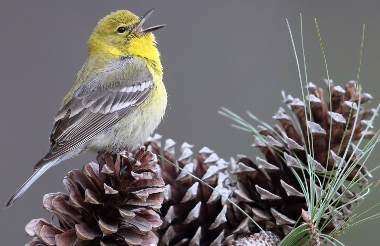 Pine Warbler by Joshua Galicki