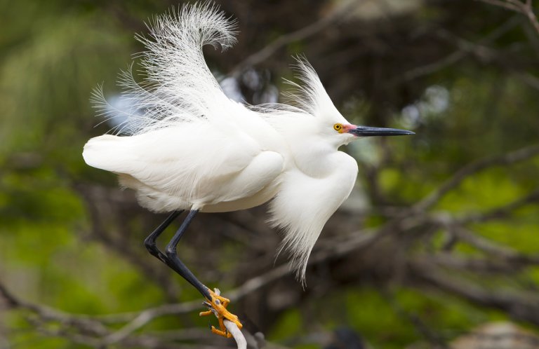 Snowy Egret by Phil Reid, Shutterstock