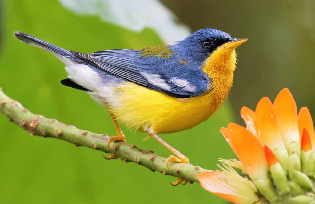 Tropical Parula by Braydon Luikart, Macaulay Library at the Cornell Lab of Ornithology
