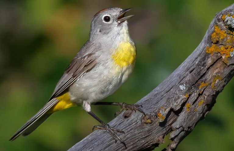 Virginia's Warbler by Jim Merritt, Macaulay Library at the Cornell Lab of Ornithology