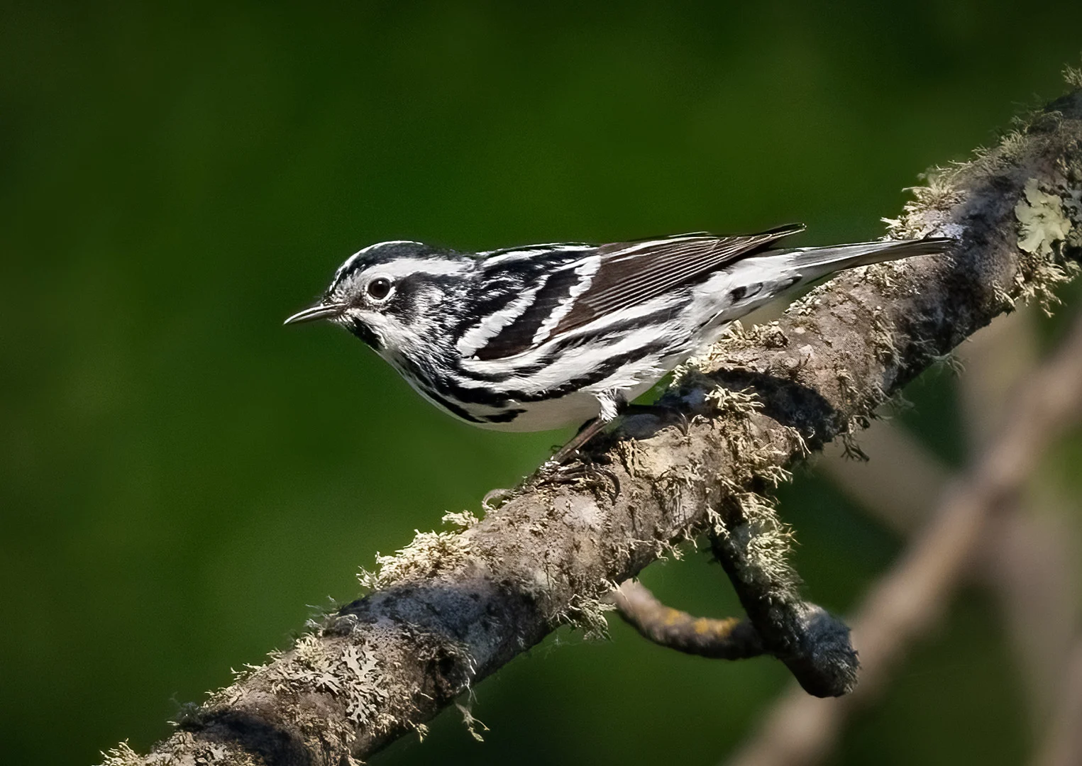 Black-and-White Warbler perched on mossy branch. Photo by Owen Deutsch.