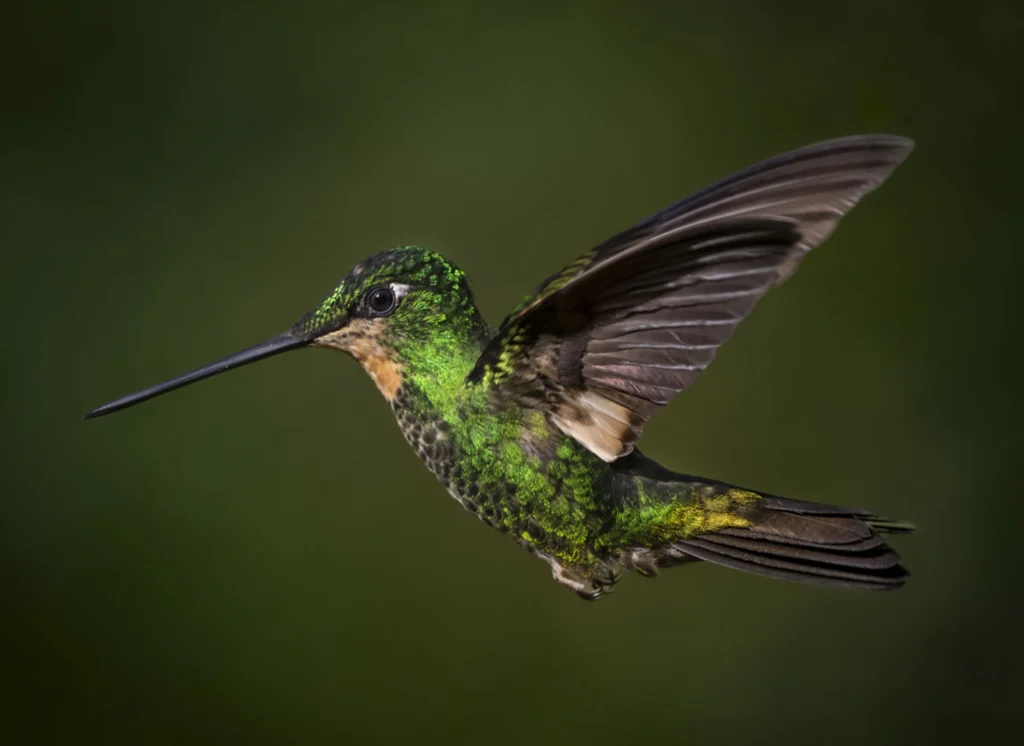 Buff-winged Starfrontlet in flight. Photo by Owen Deutsch.