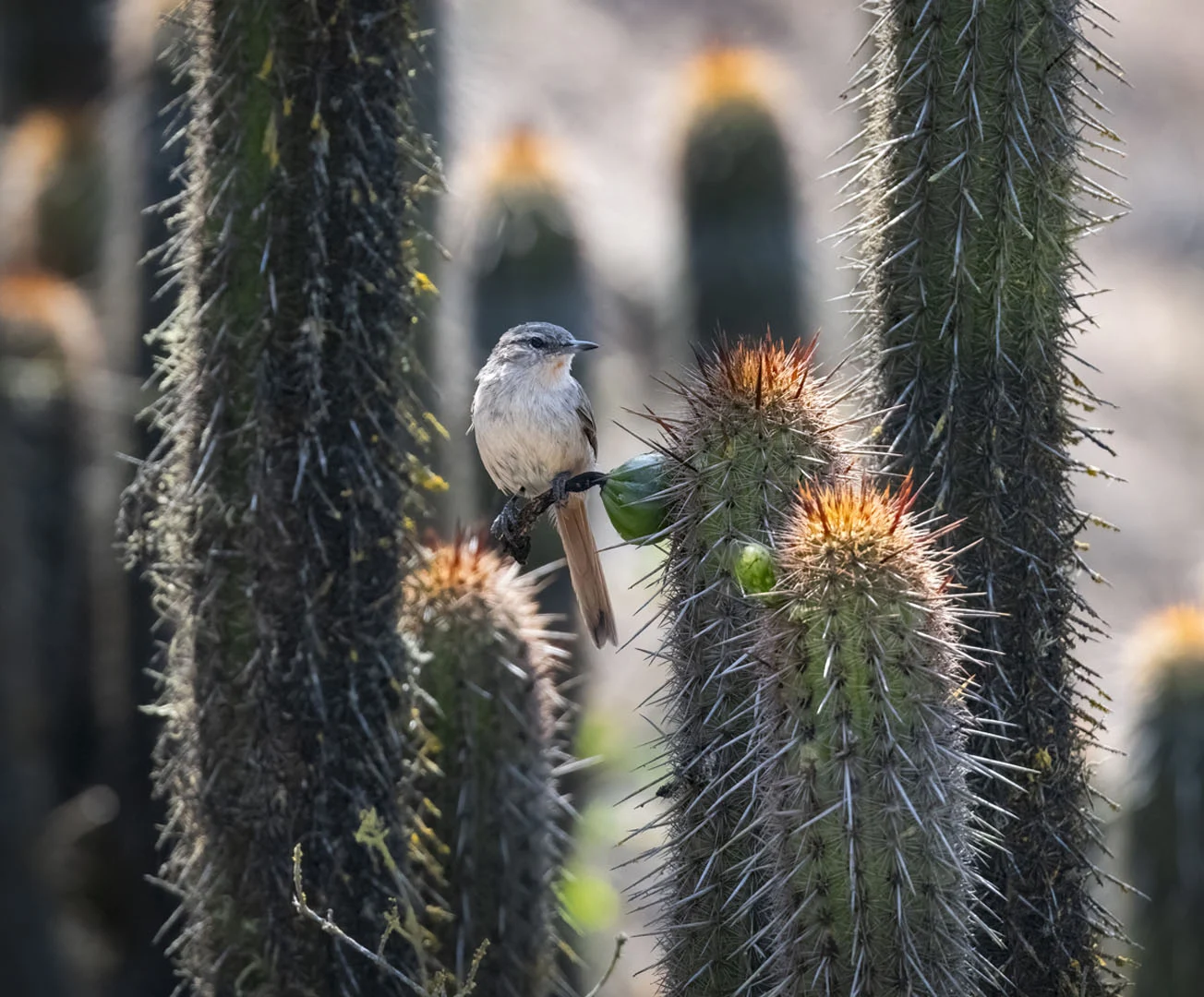 Cactus Canastero perched on cactus fruit. Photo by Owen Deutsch.