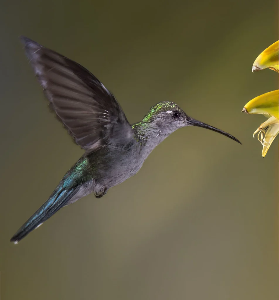 Gray-breasted Sabrewing in flight with flower to right. Photo by Owen Deutsch.