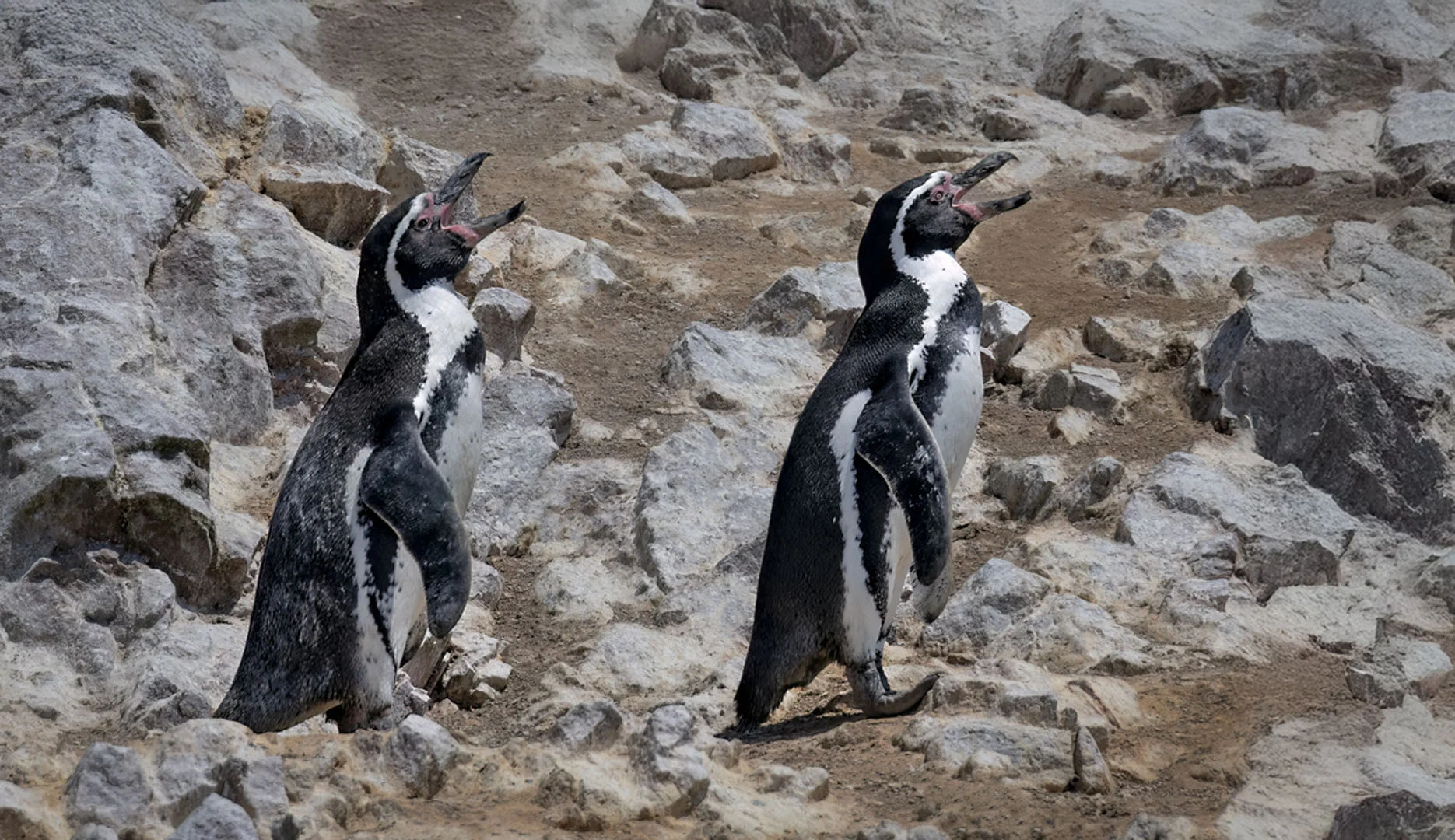 Humboldt Penguins on rocky shore. Photo by Owen Deutsch.