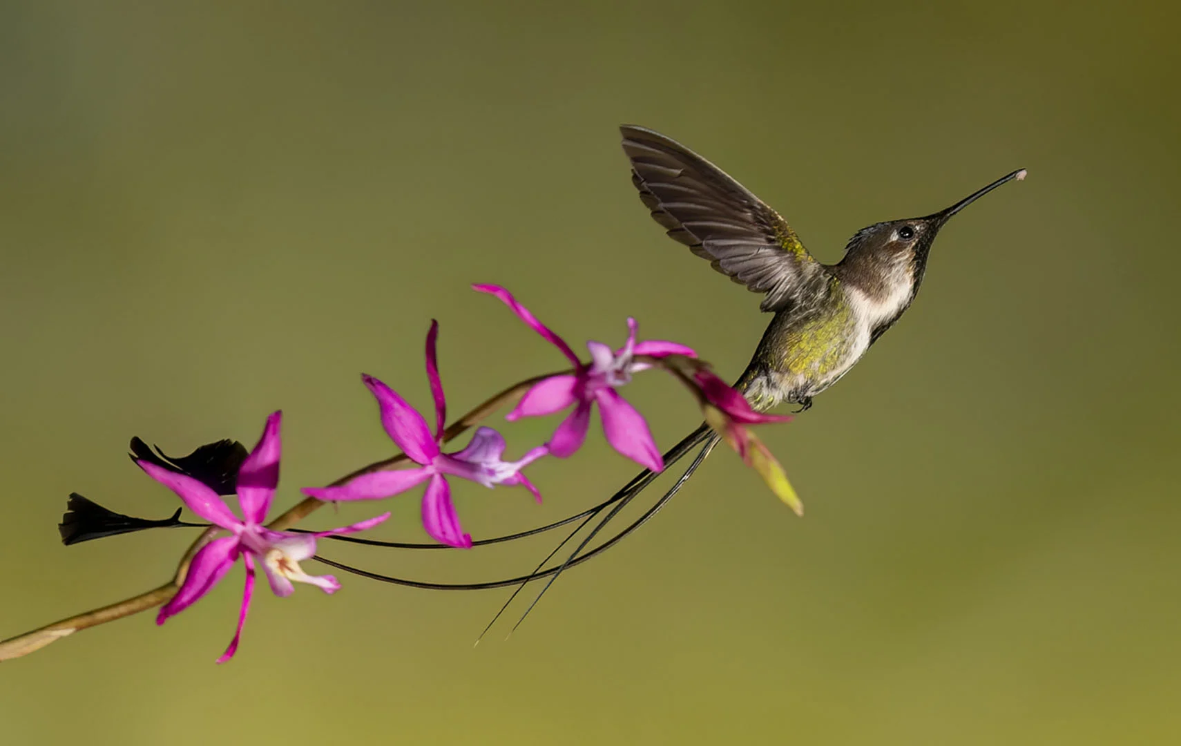 Marvelous Spatuletail in flight. Photo by Owen Deutsch.