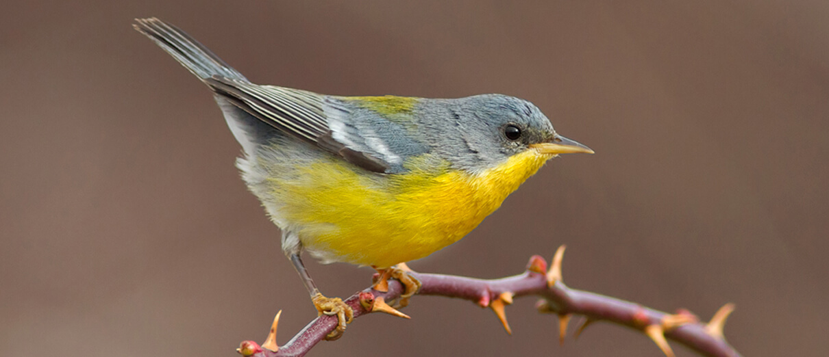 Female Tropical Parula by Ignacio Hernandez, Macaulay Library at the Cornell Lab of Ornithology