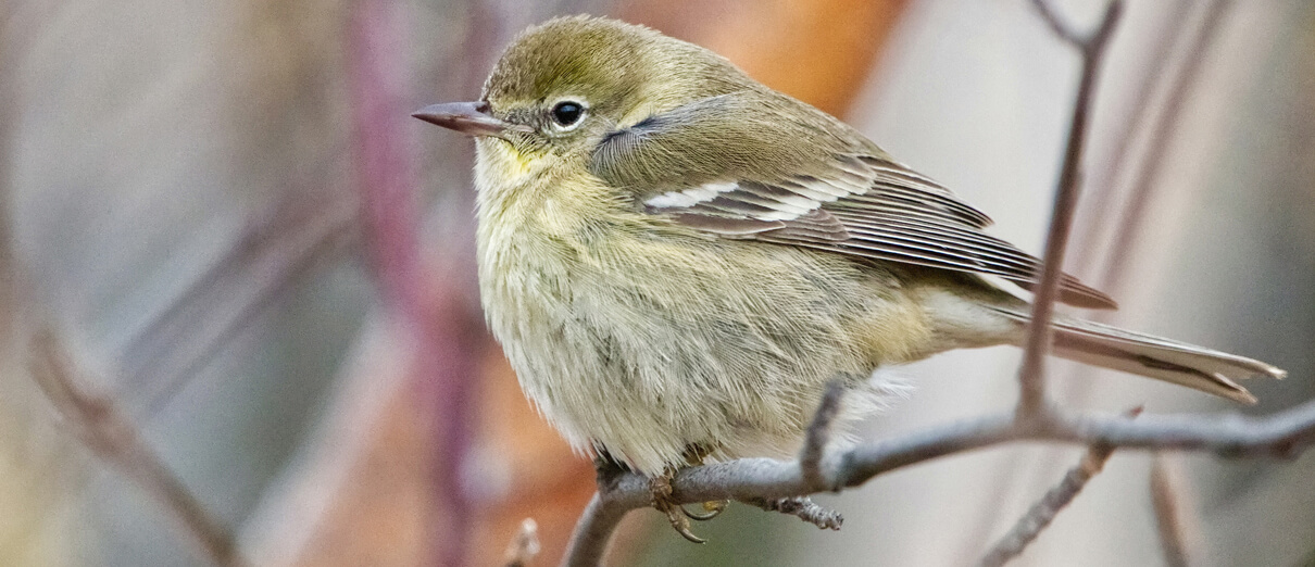 Immature Pine Warbler by Joel Weatherly, Macaulay Library at the Cornell Lab of Ornithology
