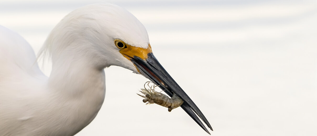 Snowy Egret feeding by Larry Master, masterimages.org