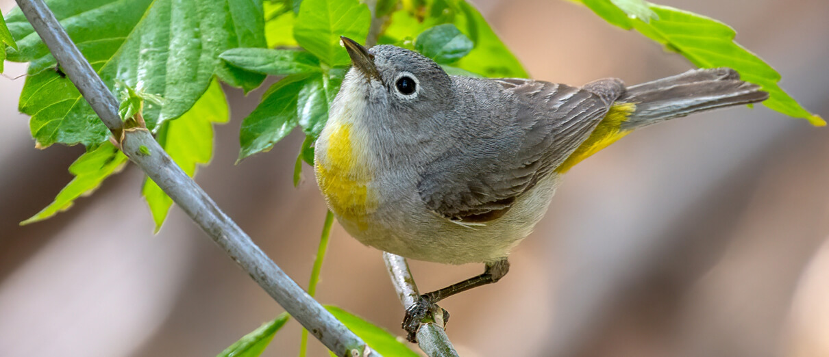 Virginia's Warbler by Gerald A. DeBoer, Shutterstock