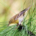 Pine Warbler by Philip Rathner Shutterstock