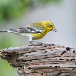 Pine Warbler by Bonnie Taylor Barry, Shutterstock