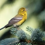 Pine Warbler by ttp1001, Shutterstock