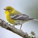 Pine Warbler by Bonnie Taylor Barry, Shutterstock