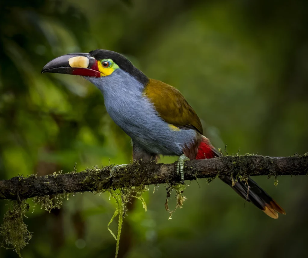 Plate-billed Mountain Toucan perched on a mossy branch. Photo by Owen Deutsch.