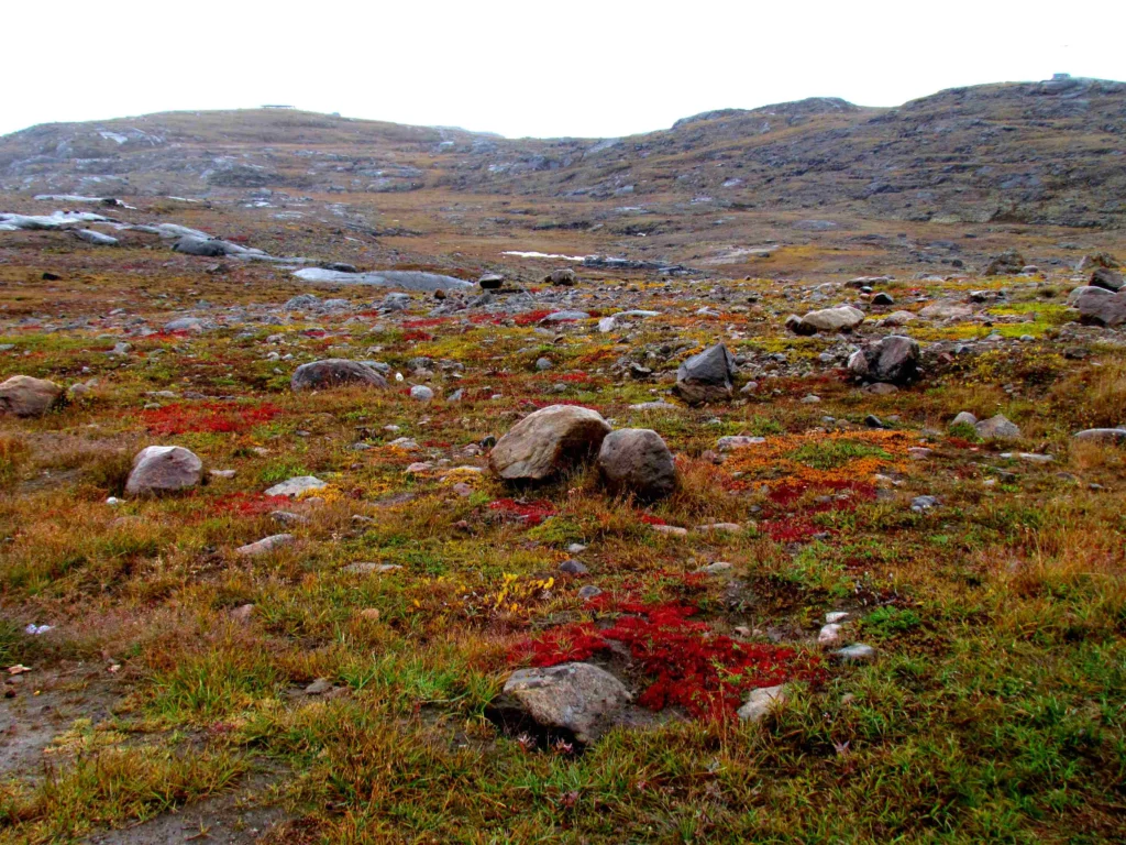Arctic tundra landscapes marked by sparse vegetation are the destinations for millions of breeding shorebirds, like the Red Knot, each year.