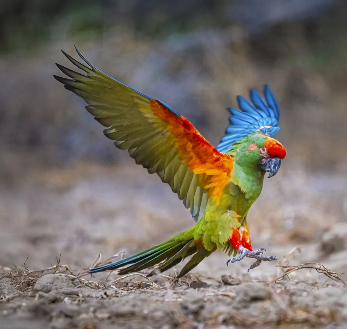 Red-fronted Macaw with wings up landing on rocky ground. Photo by Owen Deutsch.