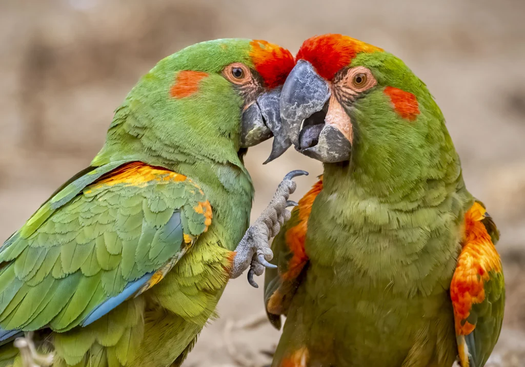 Red-fronted Macaws beak to beak. Photo by Owen Deutsch.