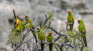 A flock of Red-fronted Macaw in a tree. Photo by Owen Deutsch.