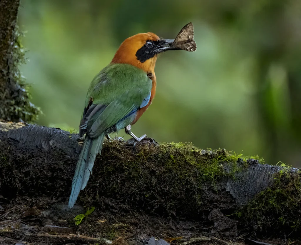 Rufous Motmot with insect in mouth. Photo by Owen Deutsch.