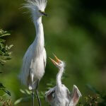 Snowy Egret with chick by Harry Collins Photography, Shutterstock