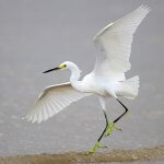 Snowy Egret by Greg Lavaty, www.texastargetbirds.com