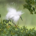 Snowy Egret by Bonnie Taylor Barry, Shutterstock