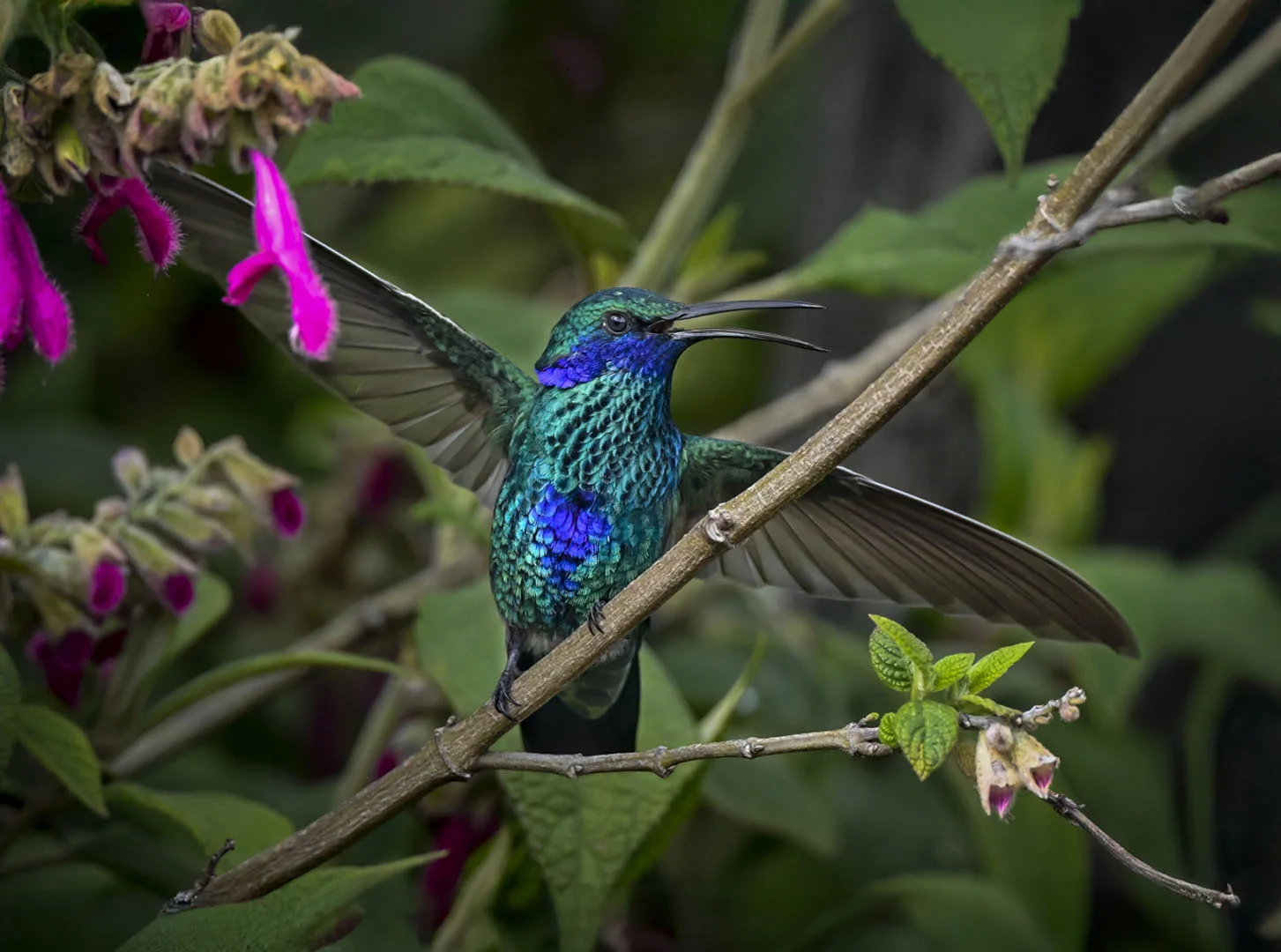 Sparkling Violetear on branch with wings up. Photo by Owen Deutsch.