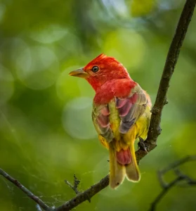 Summer Tanager perched on thin branch. Photo by Owen Deutsch.