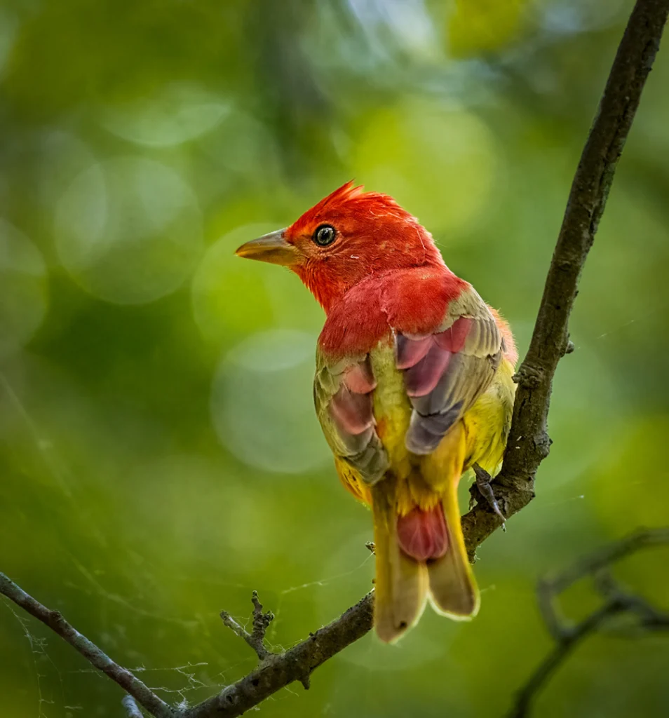 Summer Tanager perched on thin branch. Photo by Owen Deutsch.