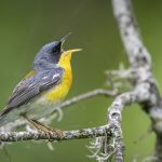 Tropical Parula male by Bryan Calk, Macaulay Library at the Cornell Lab of Ornithology