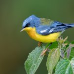 Tropical Parula male by Ryan Shean, Macaulay Library at the Cornell Lab of Ornithology