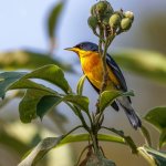 Tropical Parula by Alfonso Perez, Shutterstock
