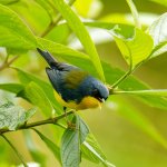 Tropical Parula by Martin Pelanek, Shutterstock