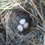 Virginia's Warbler nest and eggs by Cole Wolf, Macaulay Library at the Cornell Lab of Ornithology