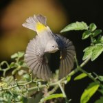 Virginia's Warbler by Sam Zhang, Macaulay Library at the Cornell Lab of Ornithology