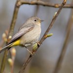 Virginia's Warbler female by Rob Fowler, Macaulay Library at the Cornell Lab of Ornithology