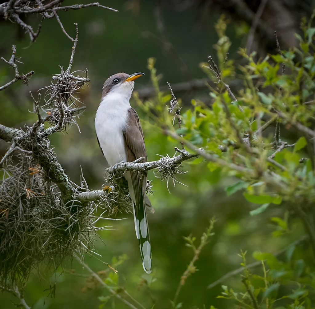 Yellow-billed Cuckoo perched on branch by nest. Photo by Owen Deutsch.