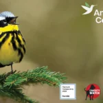 American Bird Conservancy Receives Top 2024 Nonprofit Ratings