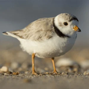 SpaceX Destroys Habitat of Endangered Species, Defies Federal Approval Process