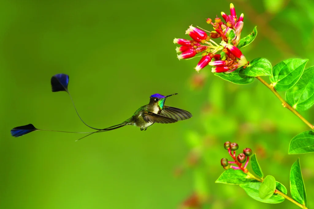 Marvelous Spatuletail (Loddigesia mirabilis) flying while feeding at a flower in Peru.