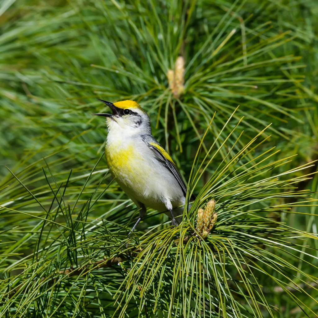A Brewster's Warbler (Blue-winged and Golden-winged hybrid) by FotoRequest, Shutterstock 