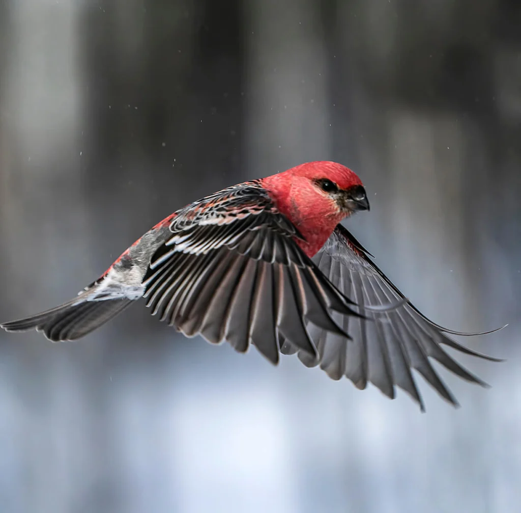 Male Pine Grosbeak in flight. Photo by Richard Seely/Shutterstock.