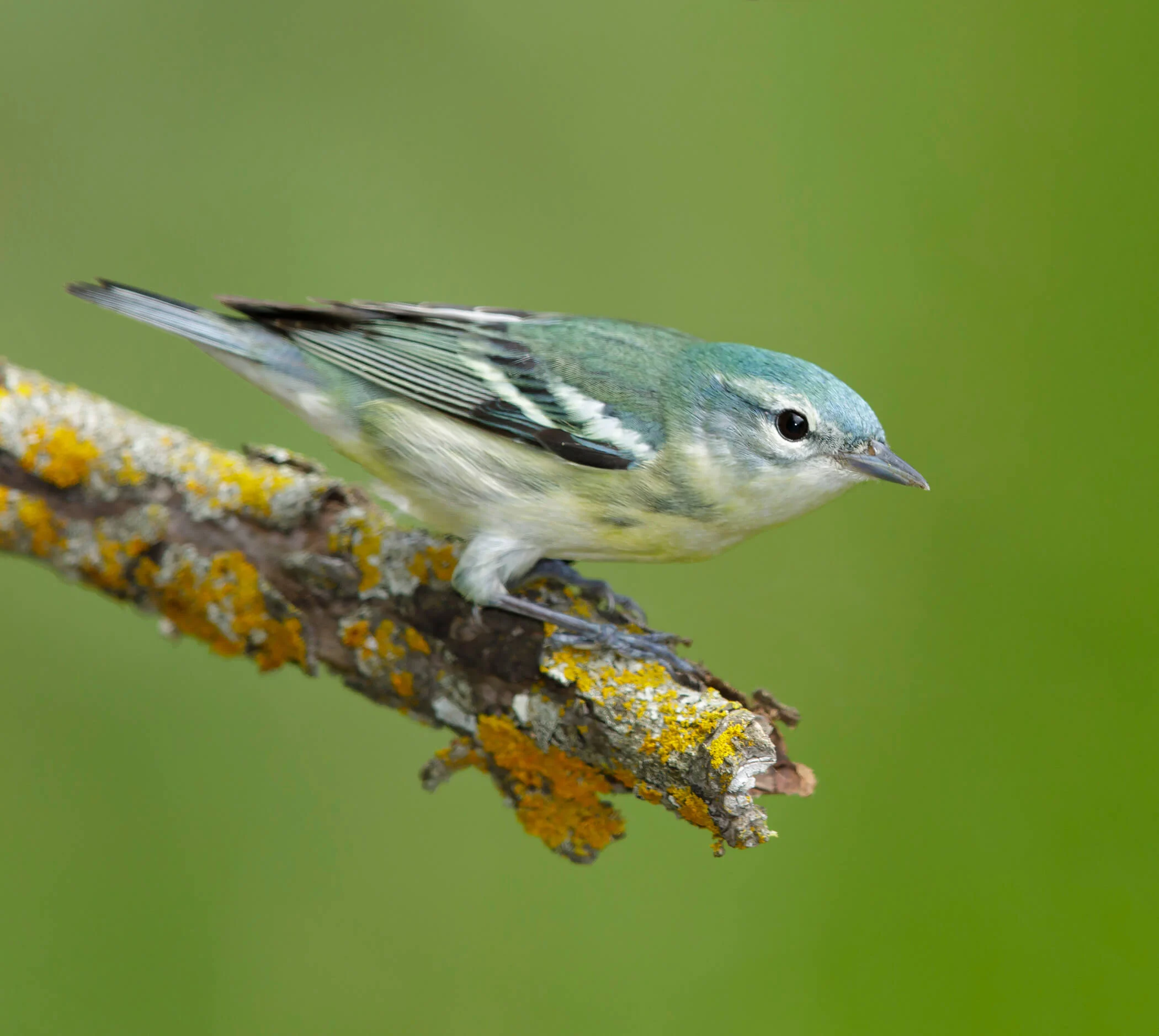 Female Cerulean Warbler. Photo by Agami Photo Agency/Shutterstock.