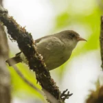 As Extinctions Loom, Conservationists Race to Save Vanishing Hawaiian Honeycreepers