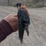 American Bird Conservancy Leads Expansion of Tagging Network For Migratory Birds