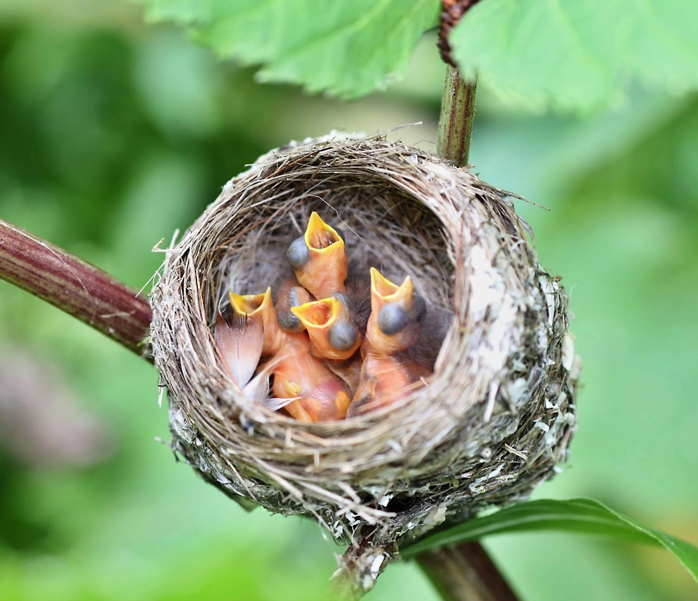 American Redstart nest with chicks. Photo by Karel Bock, Shutterstock.