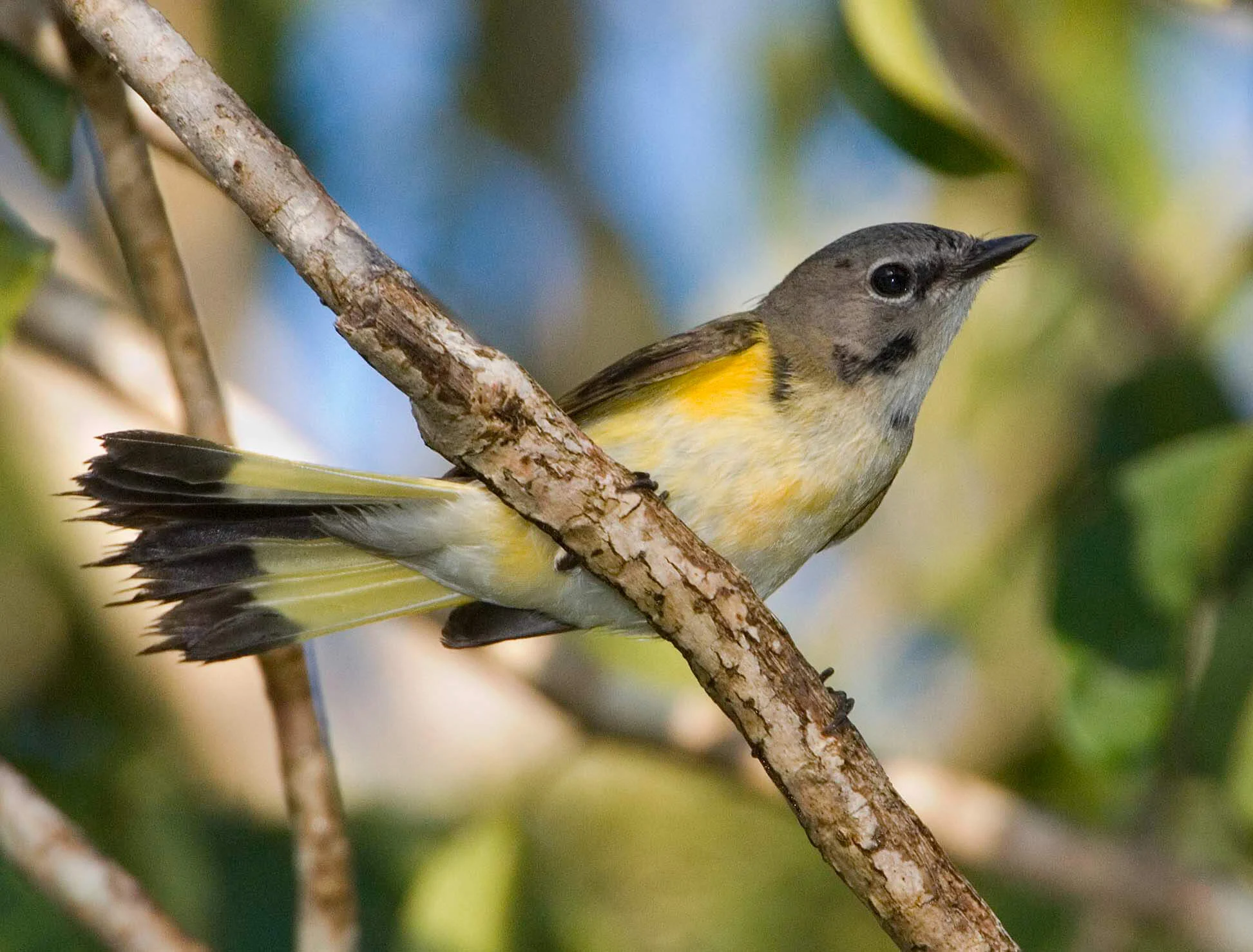 Second-year male American Redstart. Photo by Owen Deutsch.
