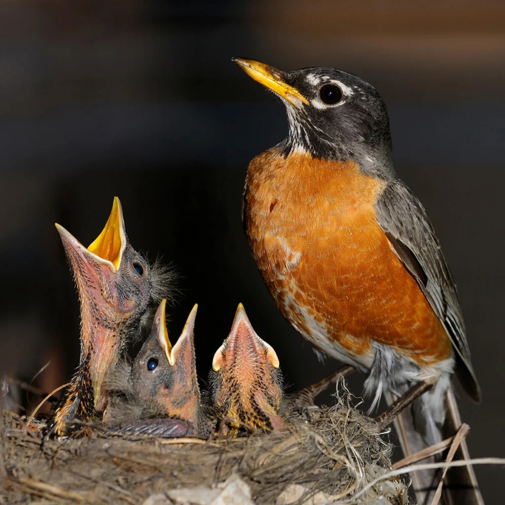 American Robin American Bird Conservancy
