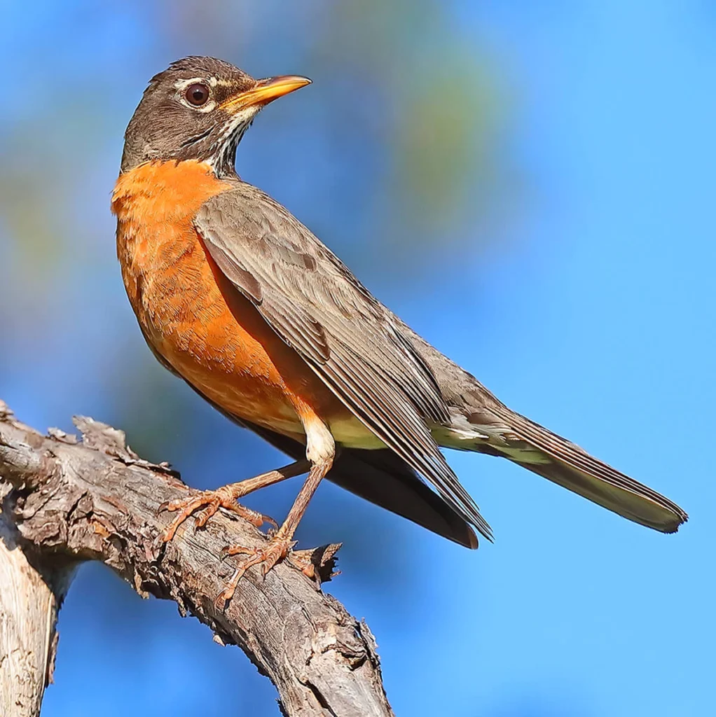 American Robin by Greg Homel_Natural Elements Productions